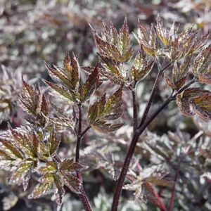 Actaea simplex (Atropurpurea Group) 'Brunette' ---